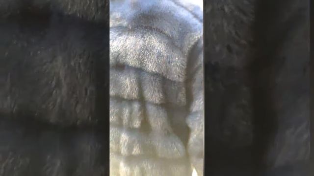 Норка Канадский мех цвет Ультра синий . смотреть онлайн