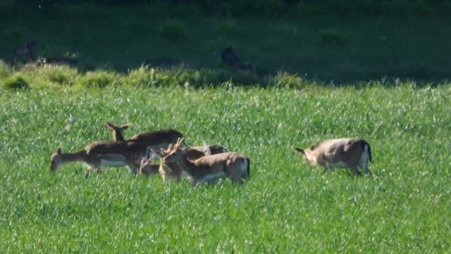 Deer Zoom Part 2 Nikon Coolpix P1000 смотреть онлайн