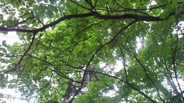 Птица стрекочет над головой в парке "Сосенки" смотреть онлайн