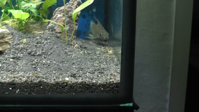 Synodontis Eupterus[HD]