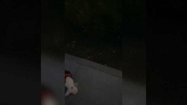 два любимых мужчины, Звёздная семья, Мультик, Сочи выпускник питомника чихуахуа Кастропуло