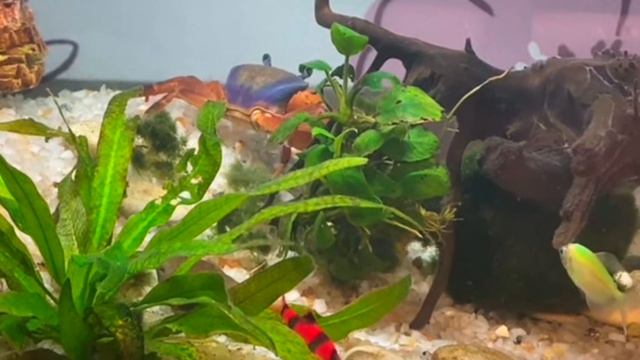 ВСЕ + и - содержать КРАБОВ В АКВАРИУМЕ!