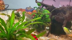 ВСЕ + и - содержать КРАБОВ В АКВАРИУМЕ!