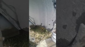 Замена сальника кореного на автомобиле форд фокус 2