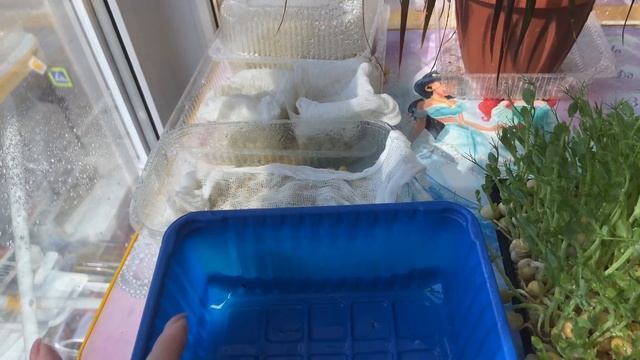 Как вырастить микрозелень гороха?без земли и агроковриков! Микрозелень в домашних условиях.? смотреть онлайн