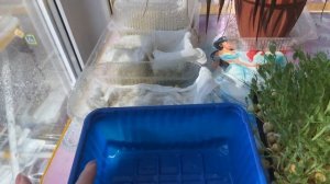 Как вырастить микрозелень гороха?без земли и агроковриков! Микрозелень в домашних условиях.?