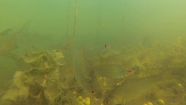 Рыбаки-Смельчаки