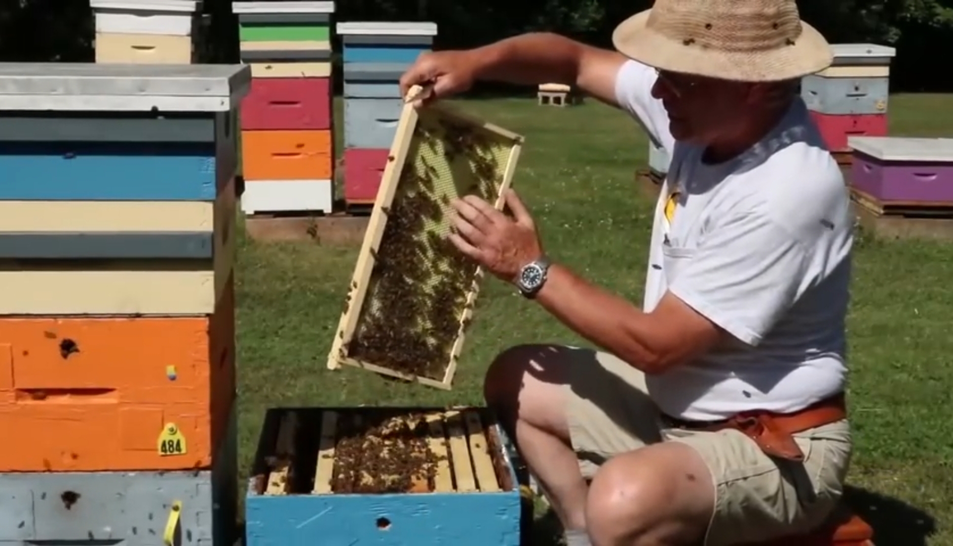 для начинающих пчеловодов.mp4