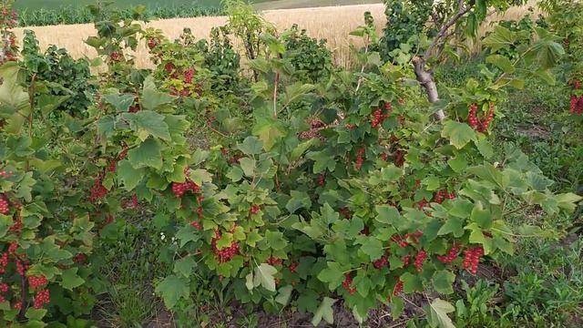червона порічка "Ювілейна", пізній врожайний сорт!!! смотреть онлайн