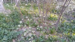 Бахори Точикистон 2022  весна Таджикистана