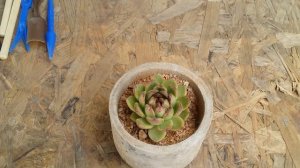|| ECHEVERIA BLACK ROSE || CARE TIPS ||