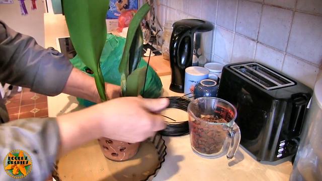 Repotting a Cattleya - I've Been Waiting for the Right Time смотреть онлайн