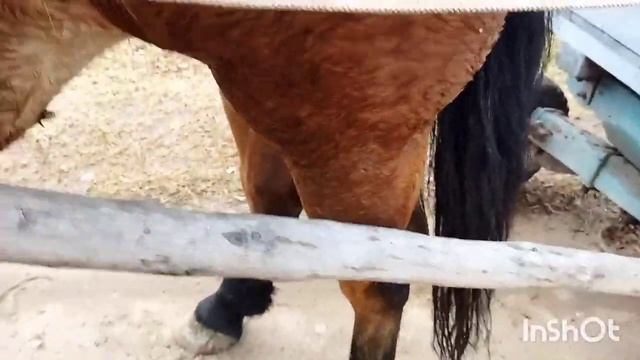 ЛОШАДИ/КОБЫЛА МАШЕНЬКА ЛИТОВСКИЙ ТЯЖЕЛОВОЗ смотреть онлайн