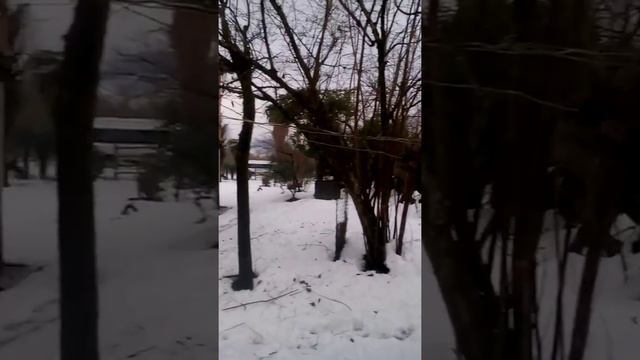 Собираем хурму в январе Зугдиди смотреть онлайн