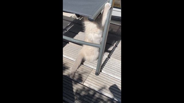 Ragdoll Kitten & British Shorthair Cat - Cute Friendship смотреть онлайн