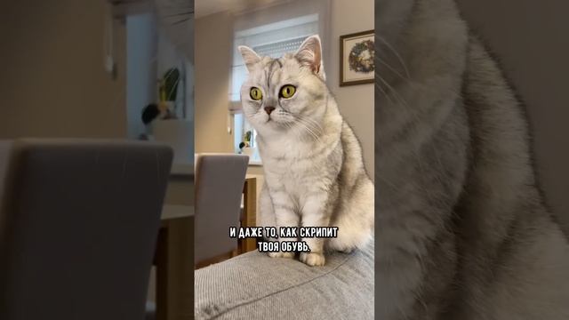 Как кошки предчувствуют возвращения хозяина #коты #кот #shorts смотреть онлайн
