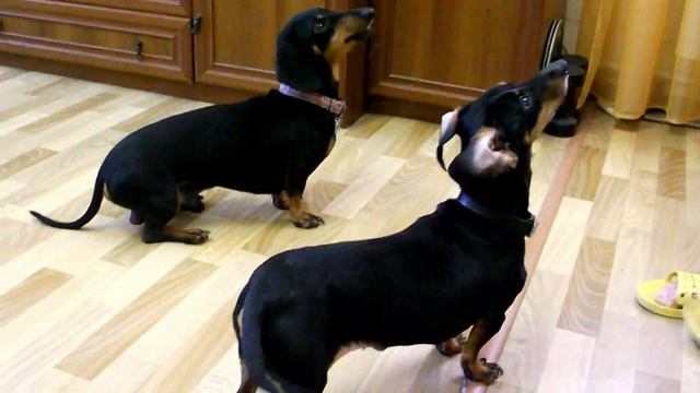 Дрессировка такс,- забавы ради. смотреть онлайн