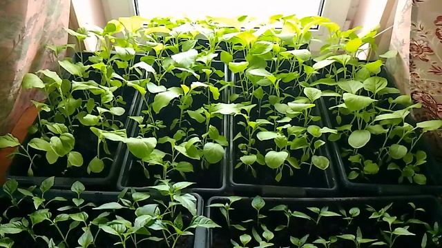 Обзор моего участка /Часть рассады на 13.04.2023 смотреть онлайн