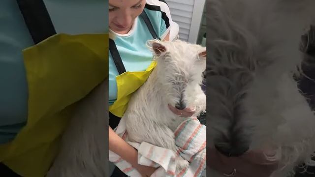 ПОРОДНЫЙ ТРИММИНГ ВЕСТ ХАЙЛЕНД УАЙТ ТЕРЬЕРА смотреть онлайн