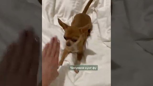 Чихуевое конг-фу/Кунг-фу Панда мини смотреть онлайн