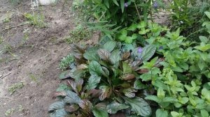 Живучка ползучая — необходимый элемент цветника