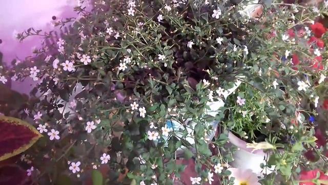 ВСЕ ПЕТУНИИ СЕЙЧАС, ВНОСЯТ ЯРКИЙ НАМ ОКРАС!!!БУЙСТВО ЦВЕТА, КРАСОТЫ, ТЫ НА ЭТО ПОСМОТРИ!!!! смотреть онлайн
