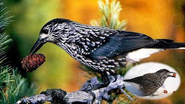 5 класс. Литература. Виктор Астафьев "Васюткино озеро" урок 1 смотреть онлайн