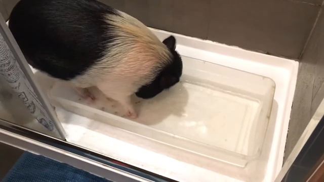 Mini Pig Eats Cheerios In The Bath смотреть онлайн