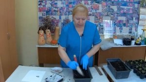 Посев Георгин. Как правильно посадить семена Георгины.