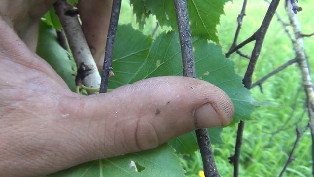 Продам сувель березы размеры 200*150*110 заказ по ссылке https://vk.com/public142130349 березовый смотреть онлайн