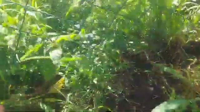 Наш зарощий огород ?♀️?♀️ смотреть онлайн