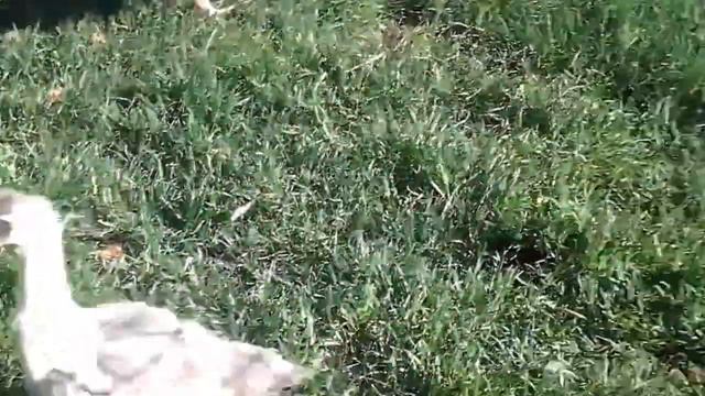 Мини ферма на Рублевке! Смотрите! очень интересно!8 965 380-13-11, Москва и область смотреть онлайн