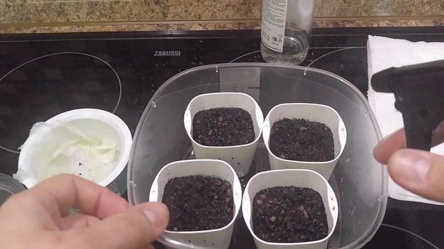 Выращиваем можжевельник из семян смотреть онлайн