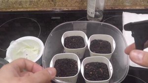 Выращиваем можжевельник из семян