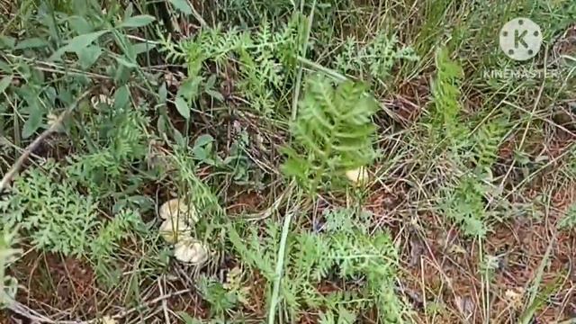 Сибирь. В лес за грибами!!! смотреть онлайн