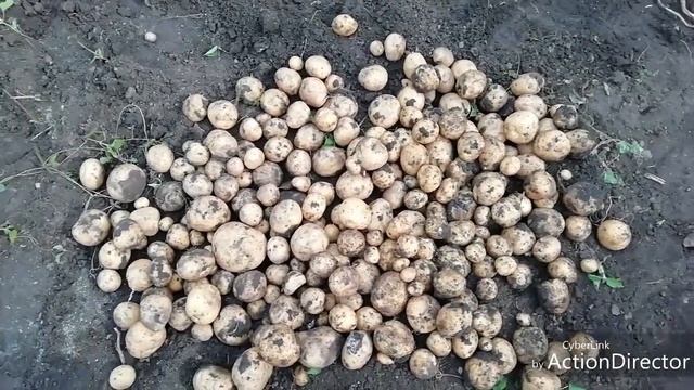 Урожай картофеля. Сорта - утро раннее, зекура, красавчик и удача! смотреть онлайн