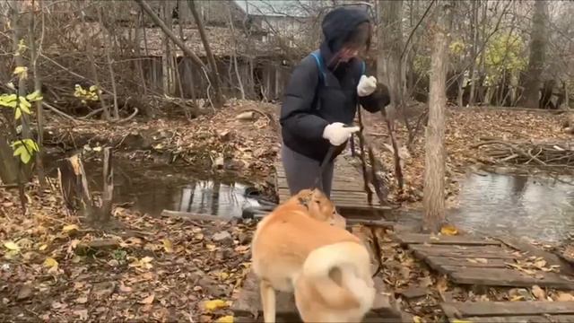 Социальный ролик "Помощь". Приют "МОЗАИКА ПОМОЩИ" смотреть онлайн