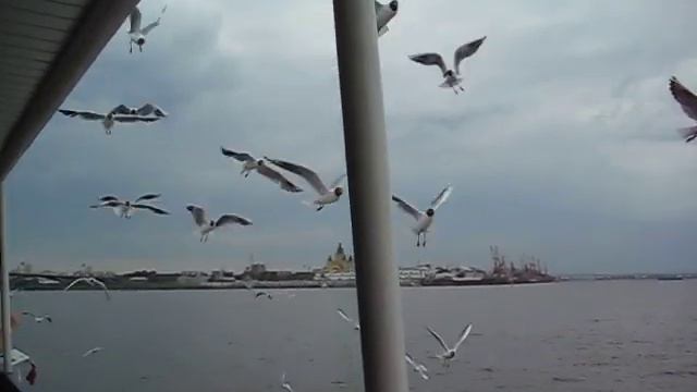 The Volga River, Sea-Gulls смотреть онлайн