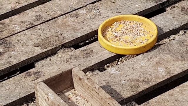 SOS!!! Как избавиться от мышей в курятнике?/Советы принимаются!/provenceallochka Vlog