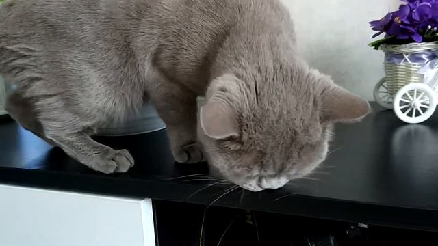 Кошка чистюля вытирает пыль смотреть онлайн