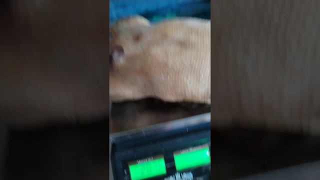 Скучно не бывает. Убрали всех уток Башкирок. Вес в 58 дней. смотреть онлайн