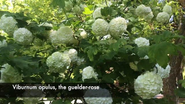 Viburnum Opulus | Guelder Rose смотреть онлайн