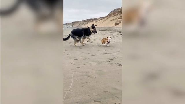 Funny and Cute corgi puppies videos compilation 2021❤ Cutest corgis Ever! смотреть онлайн