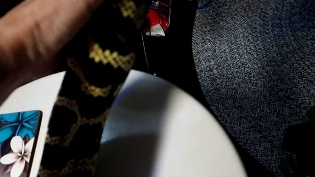 Jesse My Jungle Carpet Python Lets Me Know Something Is Up смотреть онлайн