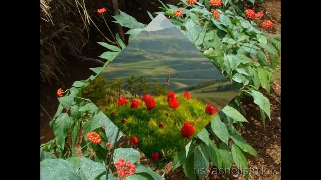 Самые редкие цветы в мире смотреть онлайн