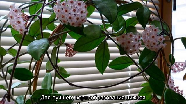 Как цветет хойя или комнатный восковой плющ смотреть онлайн