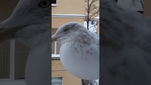 ВОТ ЭТО БАКЛАН!!!!! (Чайка) смотреть онлайн