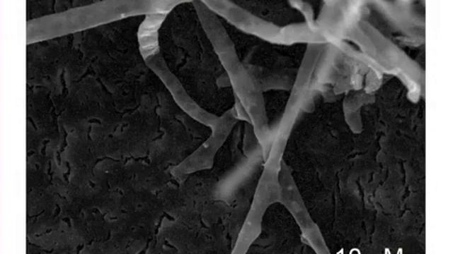 Isolation: Microorganisms That Can Break Down Biodegradable Plastic Mulch Films l Protocol Preview смотреть онлайн