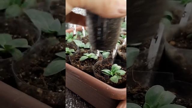 супер подкормка для стимуляции корнеобразования , как она подействовала ???? смотреть онлайн