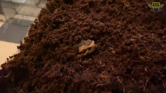 Калоула пульхра: содержание и уход. Украшенная бычья лягушечка. Популярный узкорот. смотреть онлайн